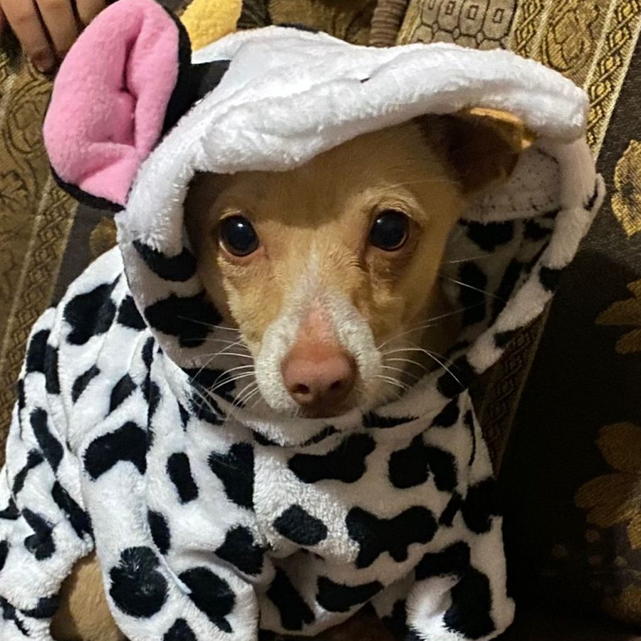 ÁNGEL | Raza Chihuahua | Perdido