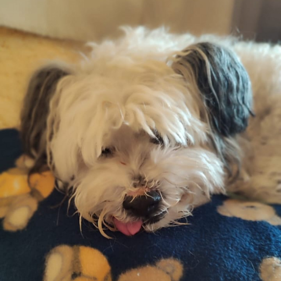 MANCHAS | Raza Mestizo, cruza de French Poodle | Final Feliz