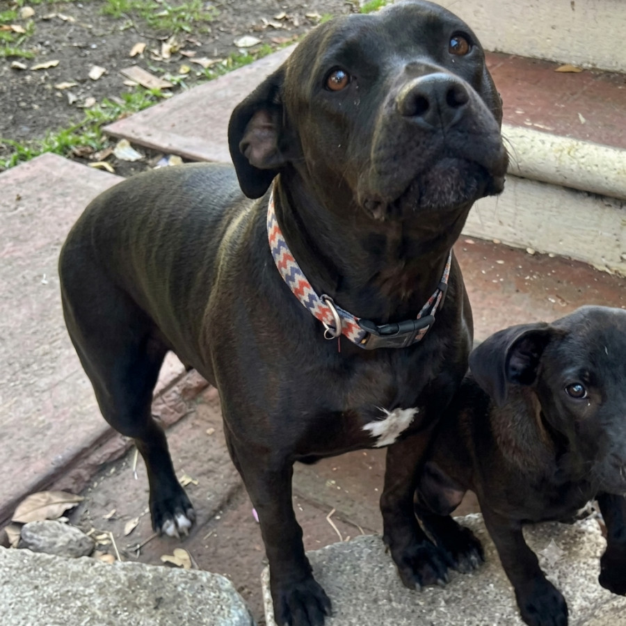 LAISA | Raza Mestiza, Cruza De American Pitbull Terrier | Final Feliz