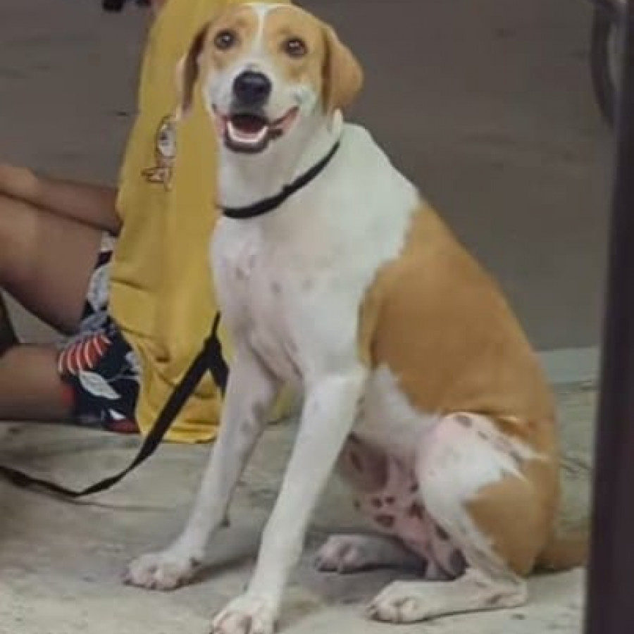 LOKI | Raza Mestizo | En Adopción