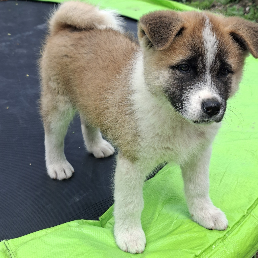 FRIDA | Raza Mestiza, cruza de Akita Americano | Perdida