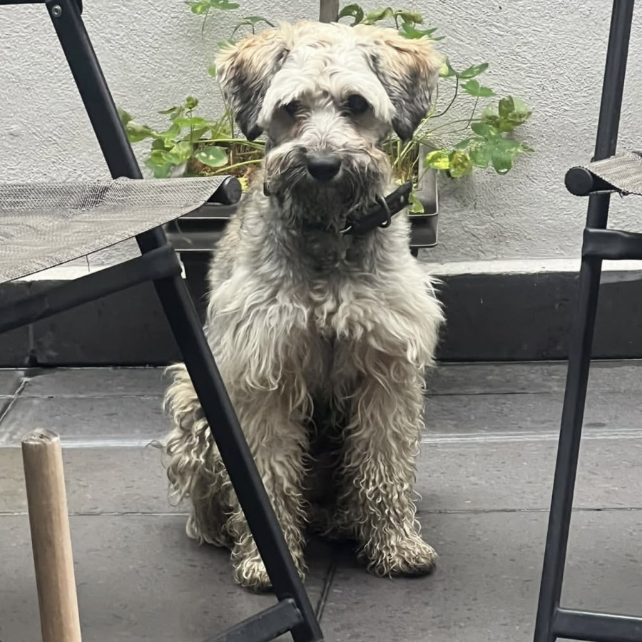  | Raza Mestizo, cruza de Schnauzer | Encontrado