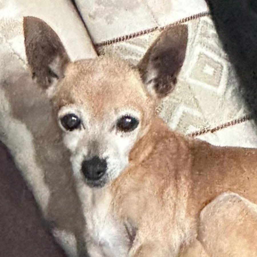 JAMMY | Raza Chihuahua | Final Feliz