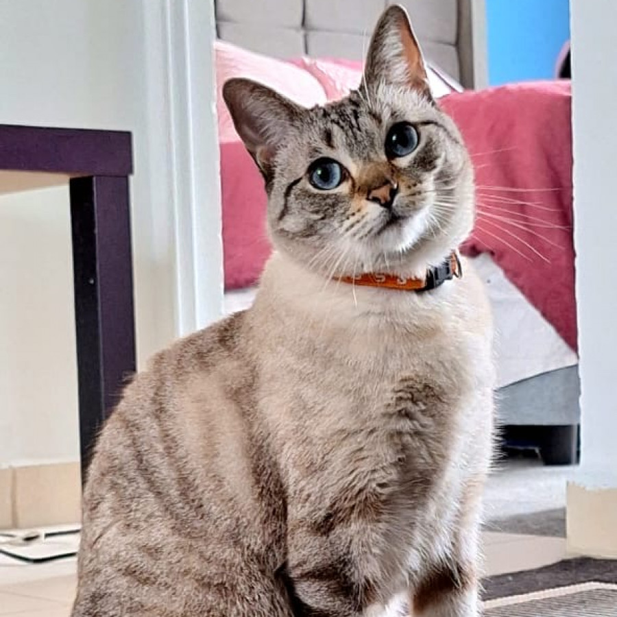 SUNI | Raza Aslan o Siamés moderno, punto tabby | Final Feliz