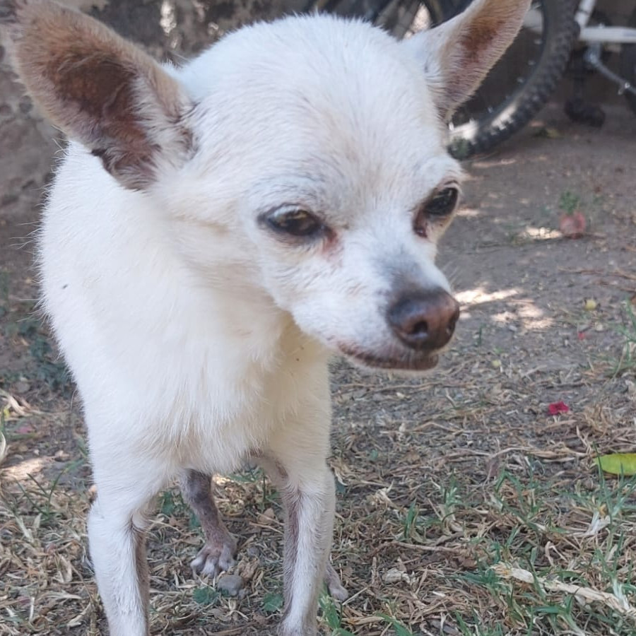 LORD | Raza Chihuahua | Perdido