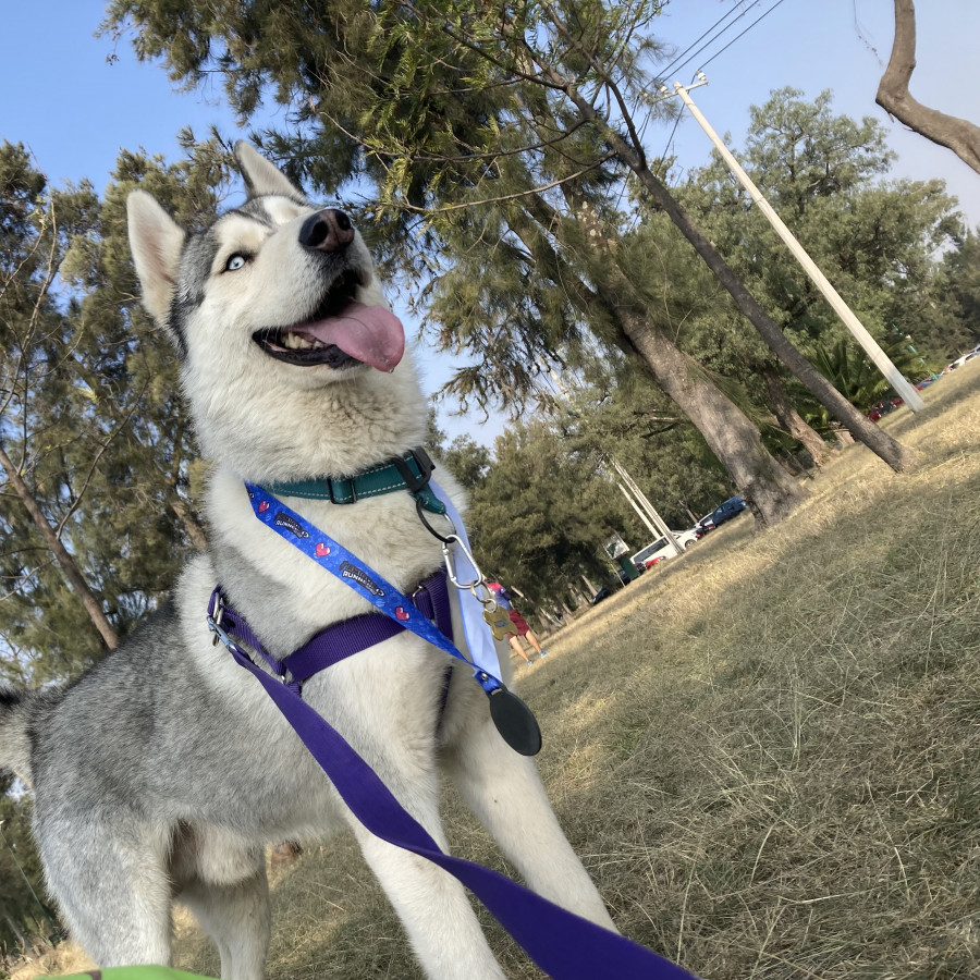 ROCKY | Raza Husky Siberiano | Perdido