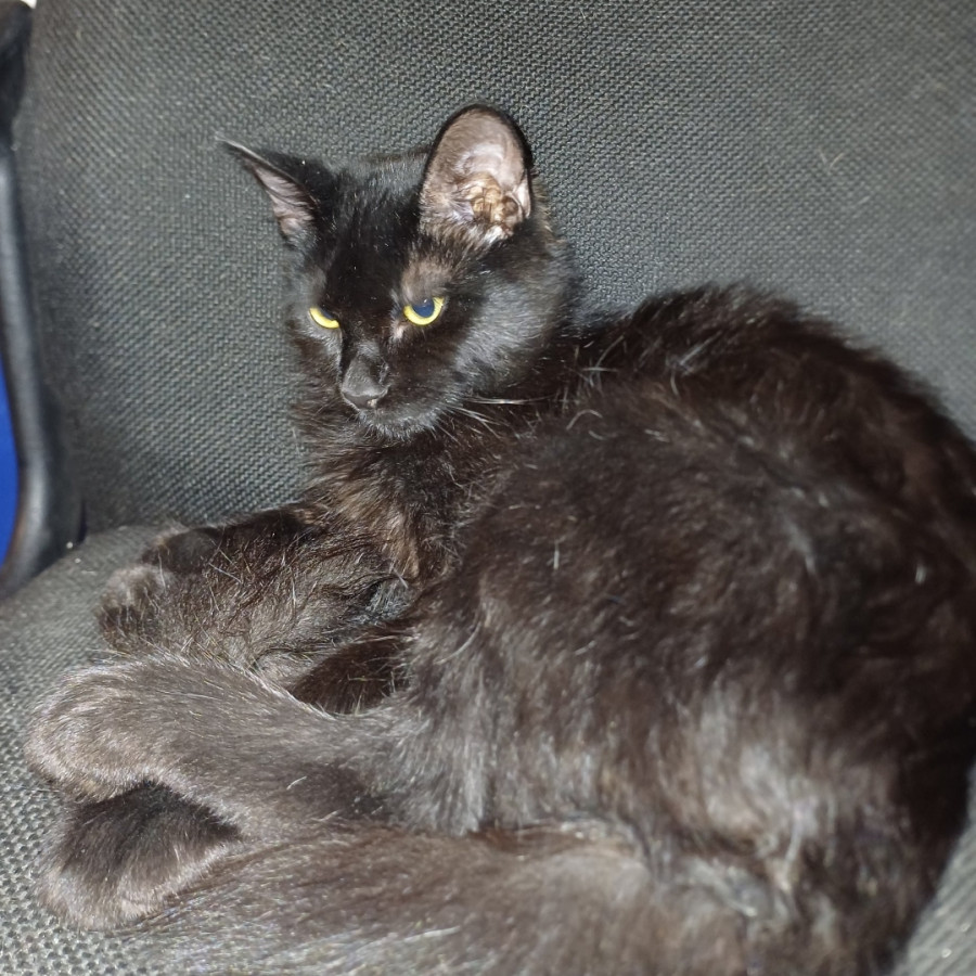 BECKER | Raza Angora Turco Negro | Perdido
