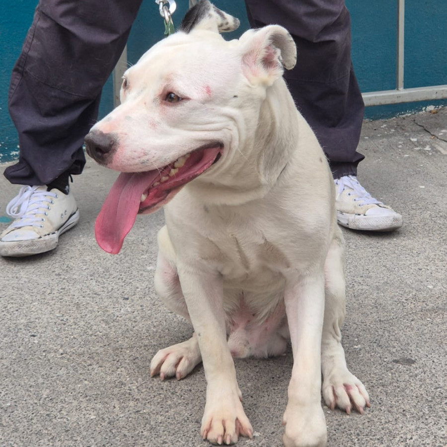  | Raza Mestizo, cruza de American Pitbull Terrier | Encontrado