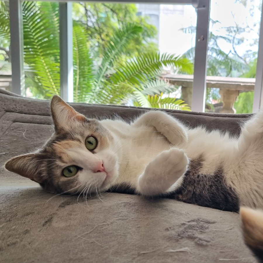 CATY | Raza Calicó Tricolor de Pelo Corto | Perdida