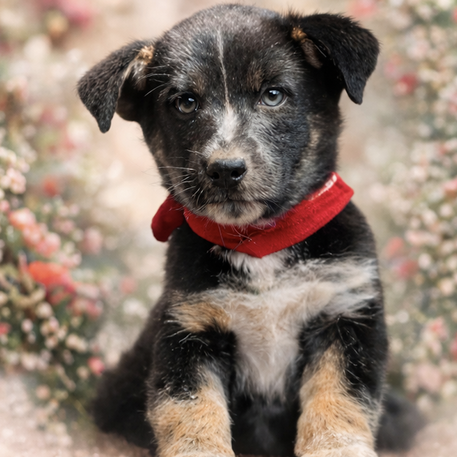 CHEPE | Raza Mestizo, cruza de Husky Siberiano | En Adopción