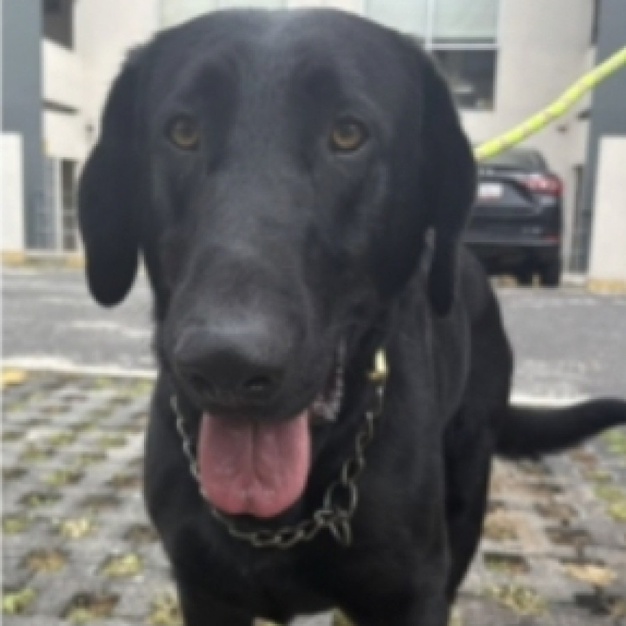  | Raza Mestizo cruza de Labrador | Final Feliz