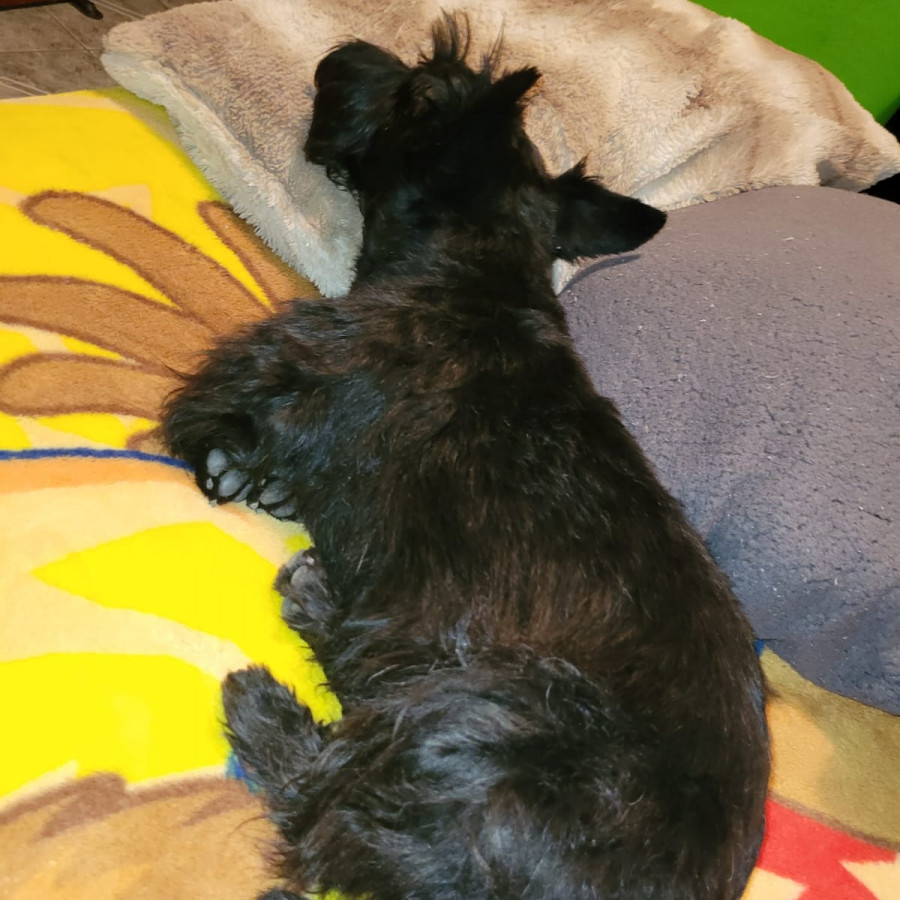 MUÑECA | Raza Terrier Escocés o Scottish Terrier | Perdida