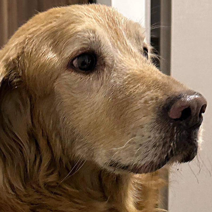  | Raza Golden Retriever  | Encontrada