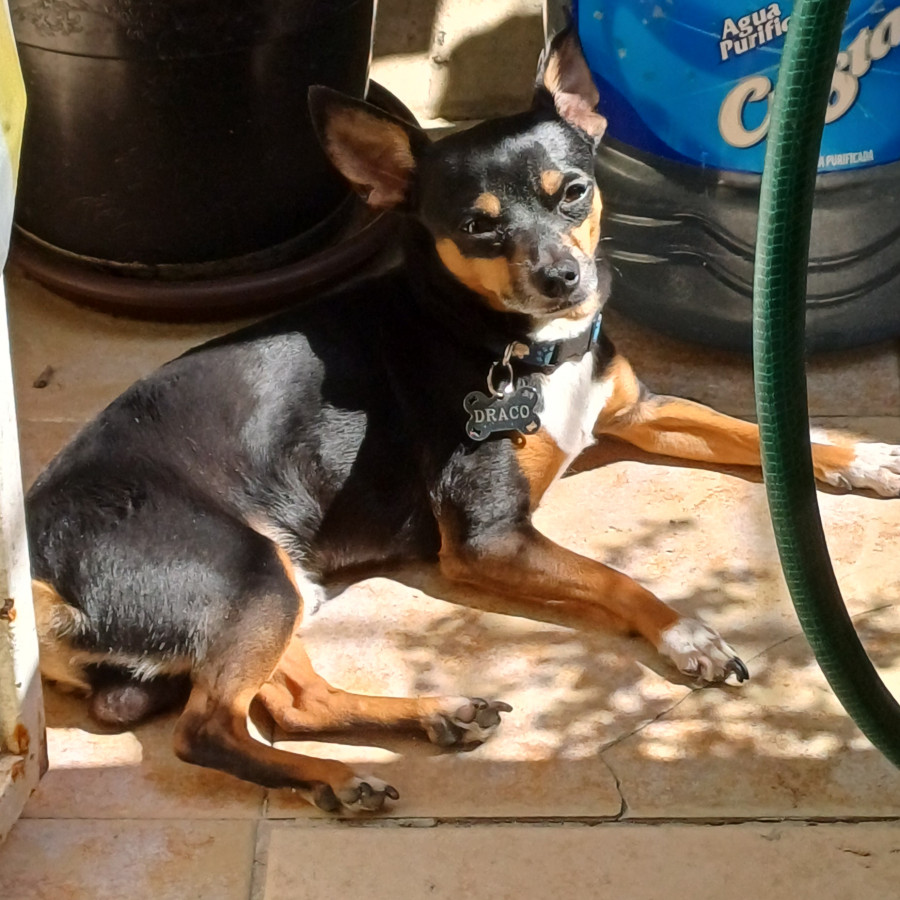 DRACO | Raza Chihuahua | Perdido