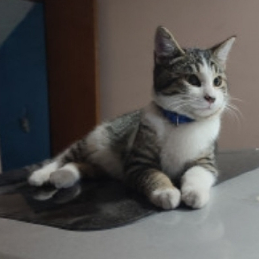  | Raza Doméstico Américano de Pelo Corto | Encontrado