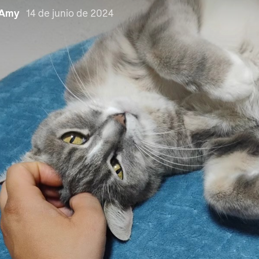 AMY | Raza Doméstico Américano de Pelo Corto | Perdida