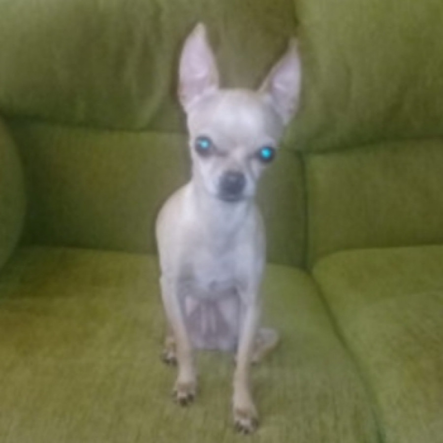 COCO | Raza Chihuahua | Perdida