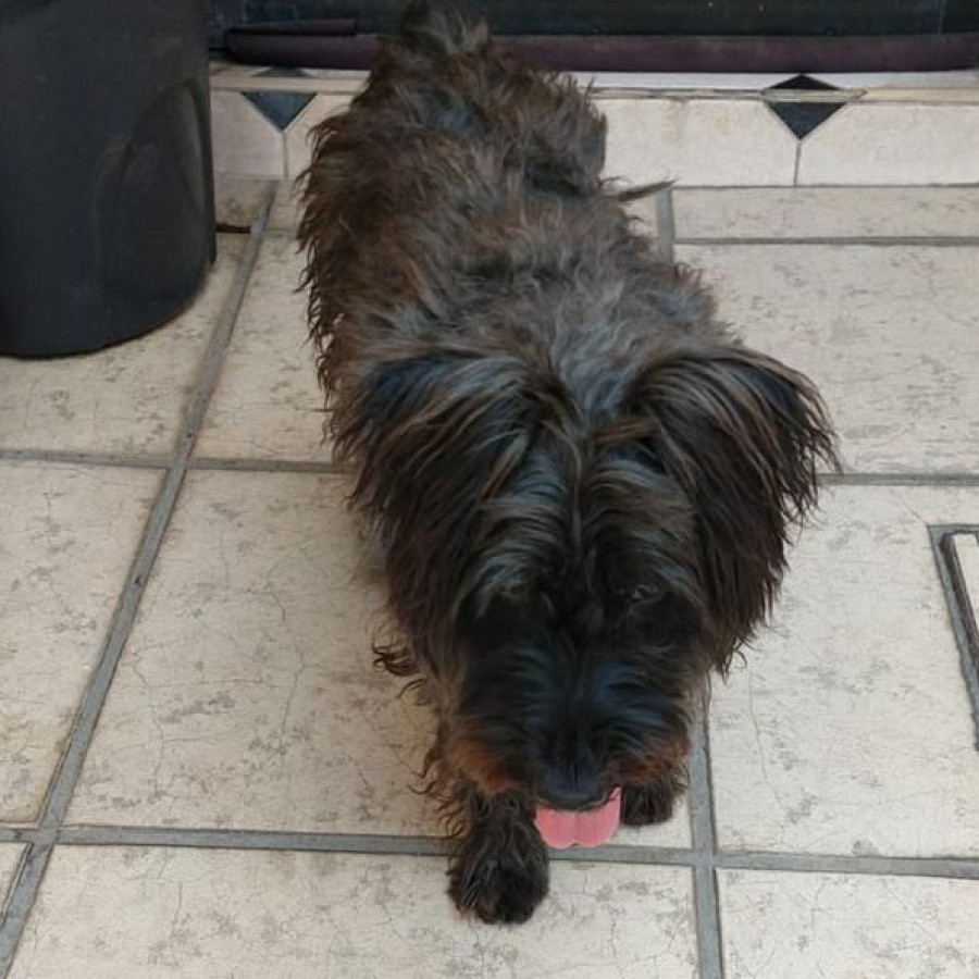 BLACKY | Raza Schnauzer | Perdido
