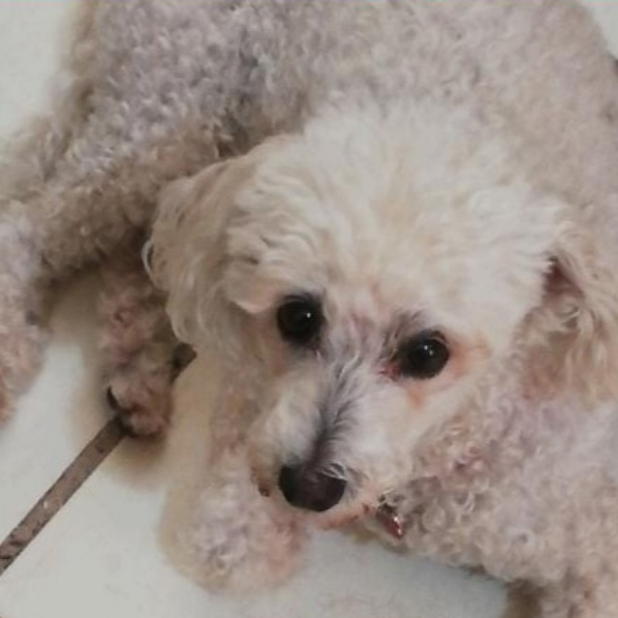 MINA | Raza French Poodle o Caniche | Final Feliz