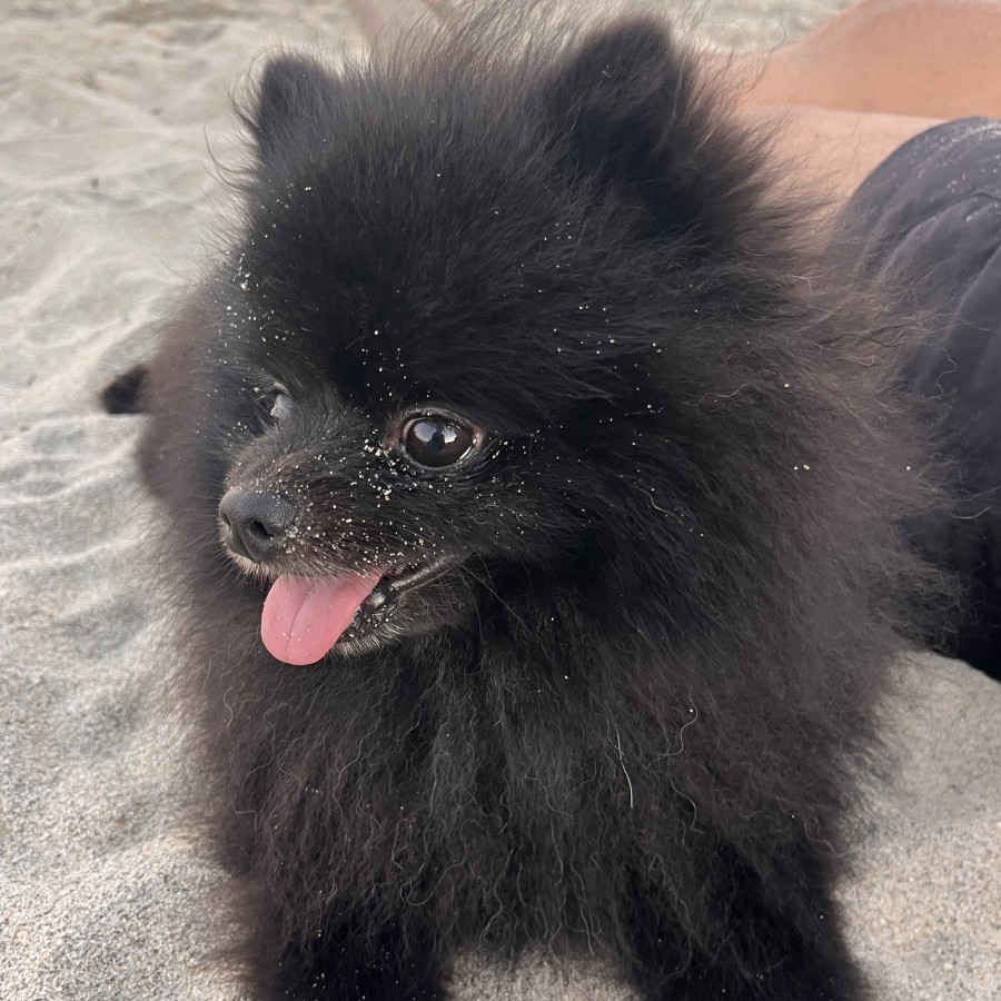 DORIAN | Raza Pomerania | Perdido