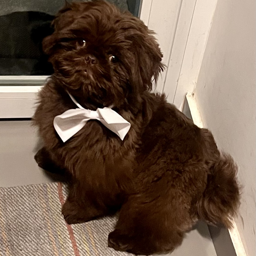 CANELO | Raza Shih Tzu  | Perdido