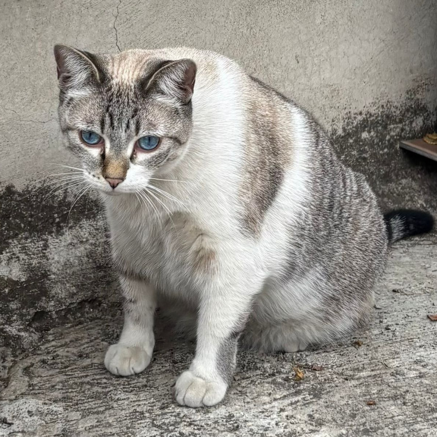 HERSHEY | Raza Aslan o Siamés Moderno Punto Tabby | Perdida