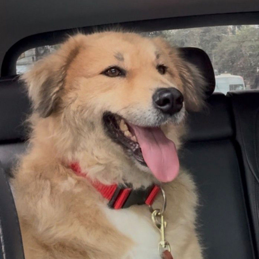  | Raza Mestiza, posible cruza de Labrador con Border Collie | Encontrada