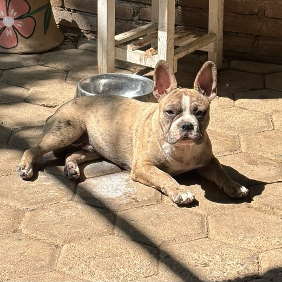 BENITO | Raza Bulldog Francés  | Perdido