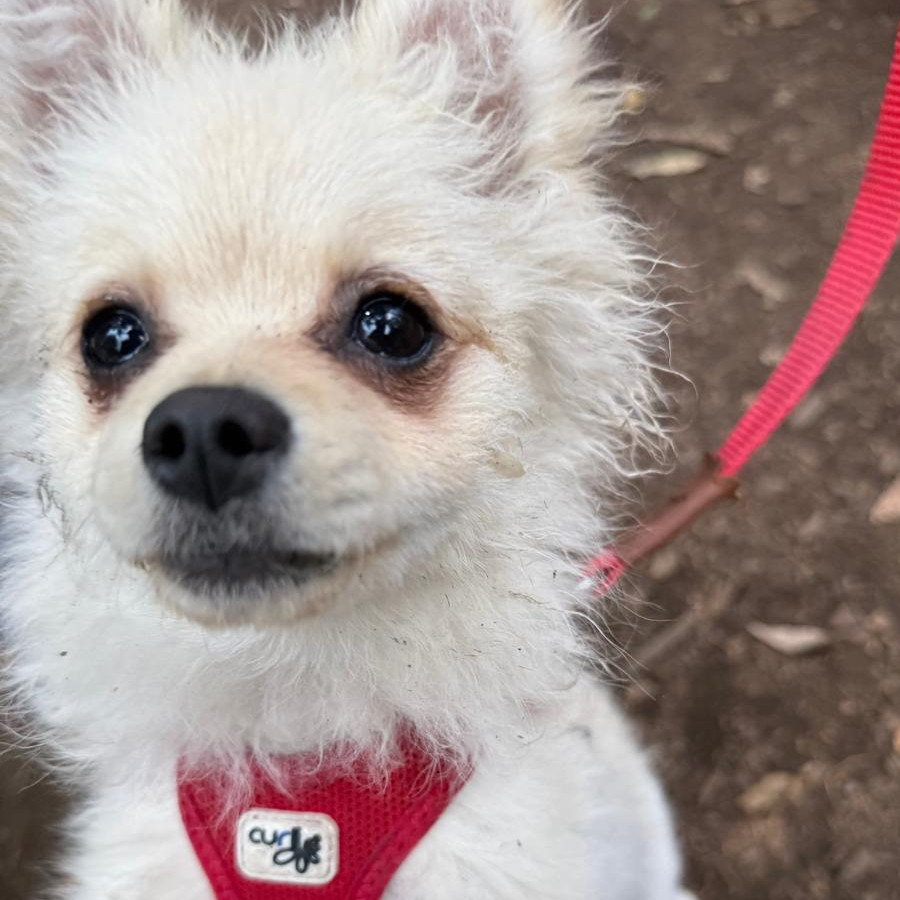SIMBA | Raza Pomerania | Final Feliz
