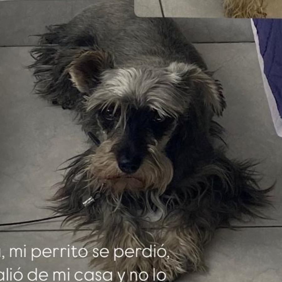 LEA | Raza Schnauzer Miniatura  | Final Feliz