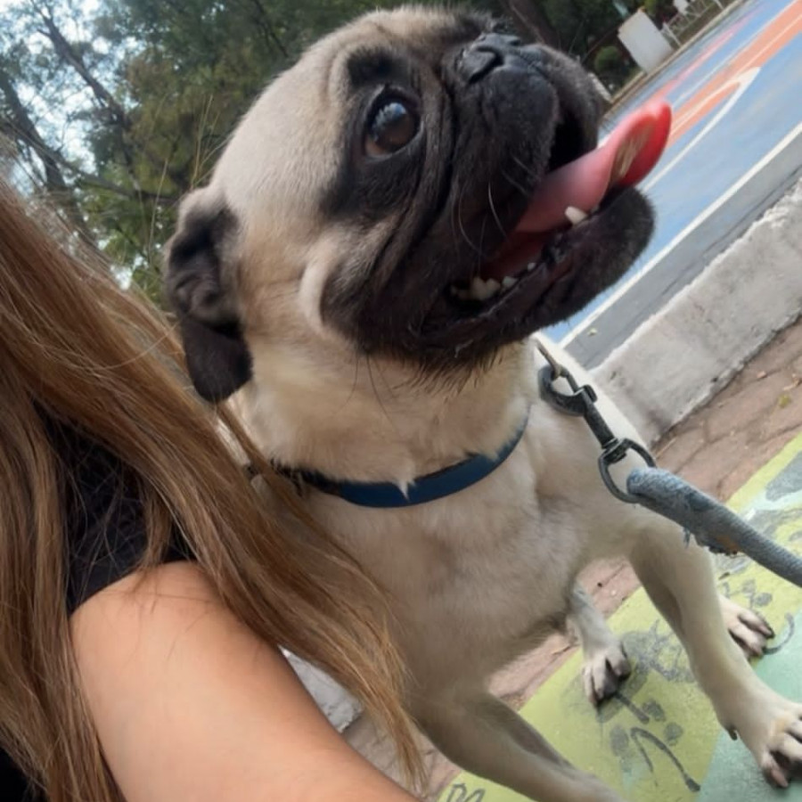 BENJI | Raza Pug o Carlin | Perdido