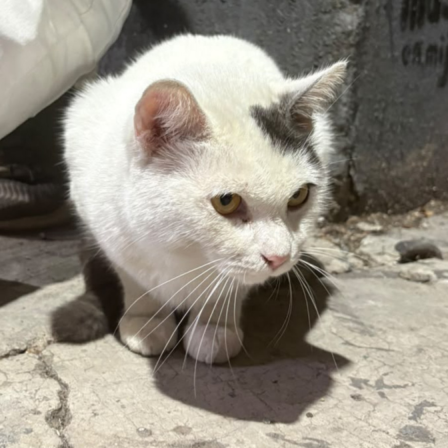  | Raza Doméstico Américano de Pelo Corto | Encontrado