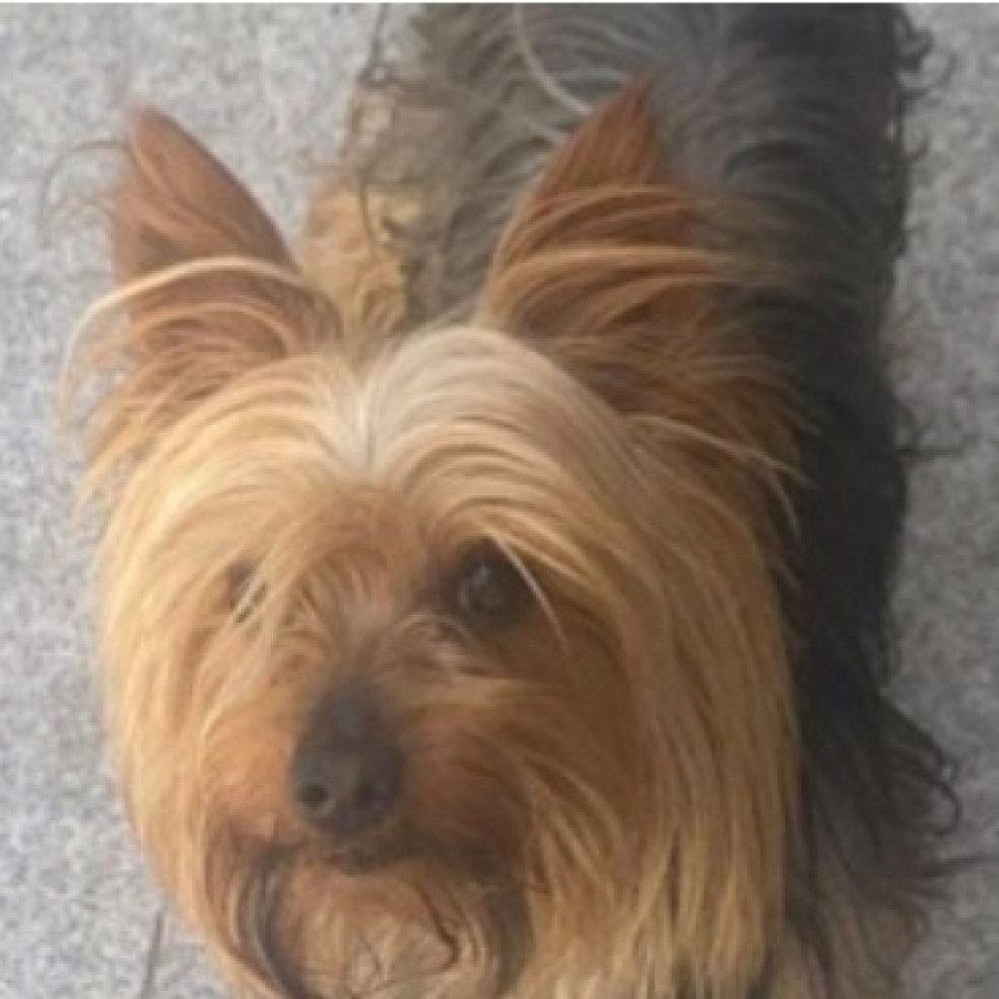 DARKY | Raza Yorkshire Terrier (Yorkie) | Final Feliz