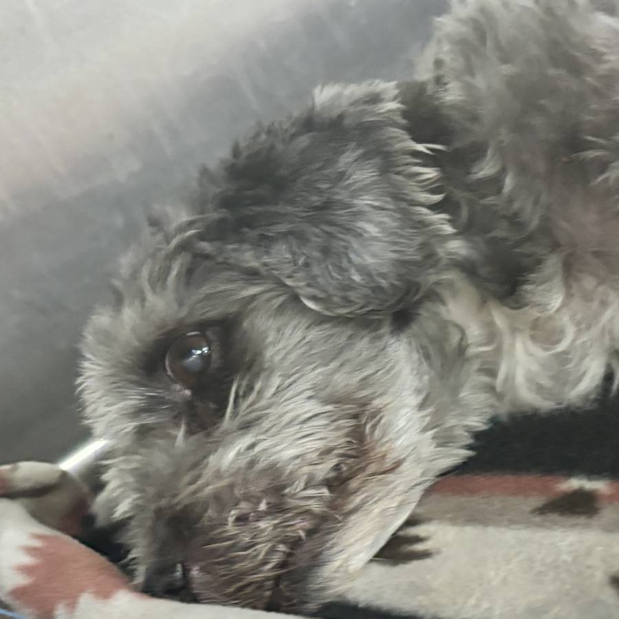  | Raza Schnauzer | Encontrado
