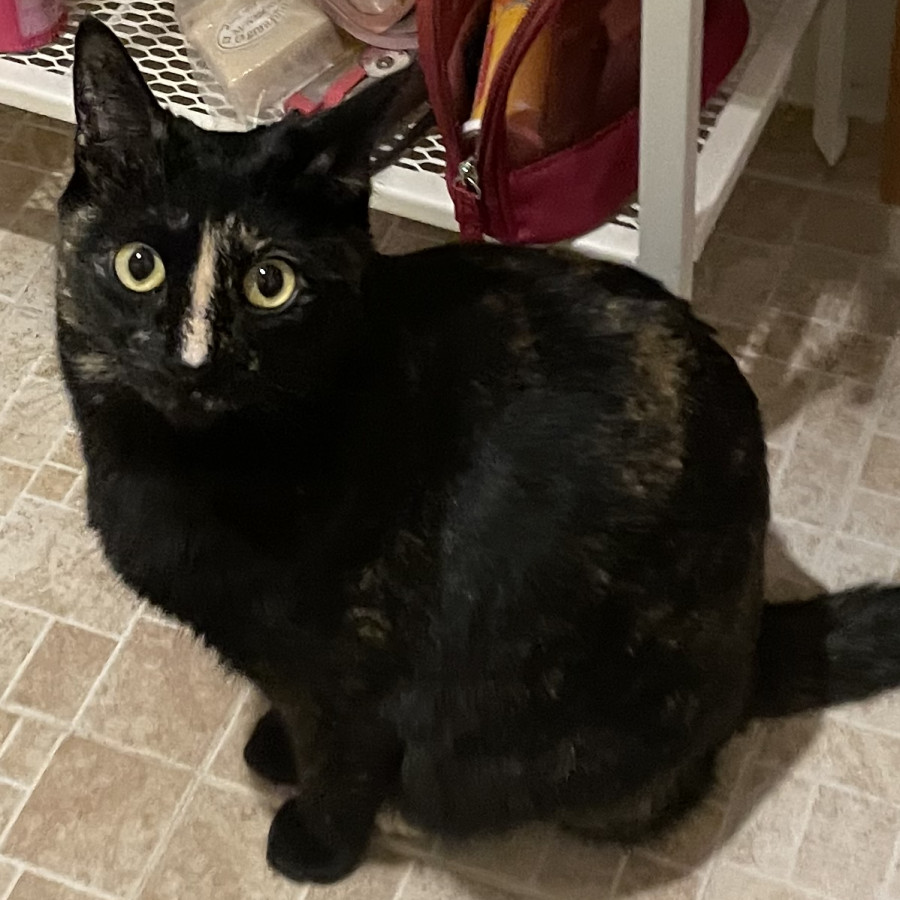 KIRA | Raza Calicó carey de Pelo corto | Perdida