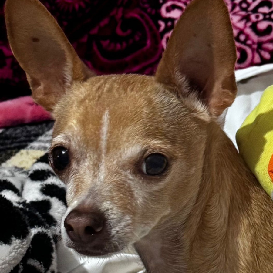 JOKER | Raza Chihuahua | Perdido