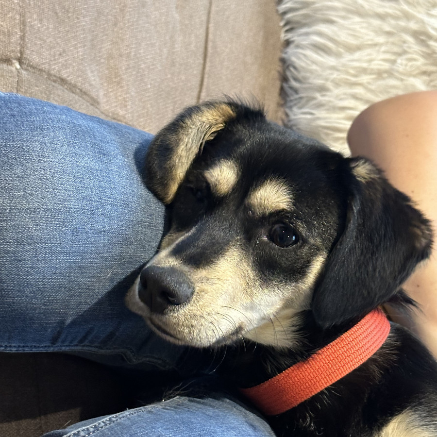 DANTE | Raza Mestizo, cruza de Dachshund o Salchicha | En Adopción