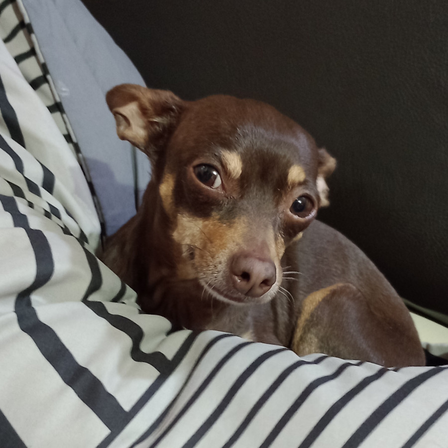 MISHA | Raza Chihuahua | Perdida
