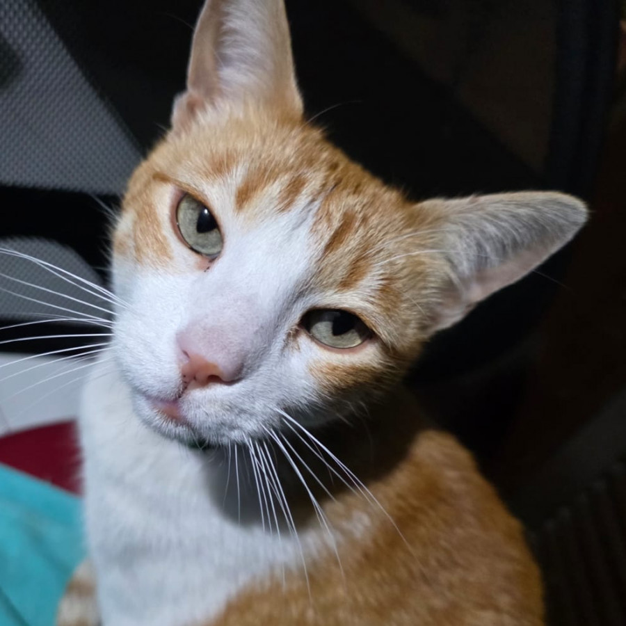 JACK | Raza Doméstico Américano de Pelo Corto | Perdido