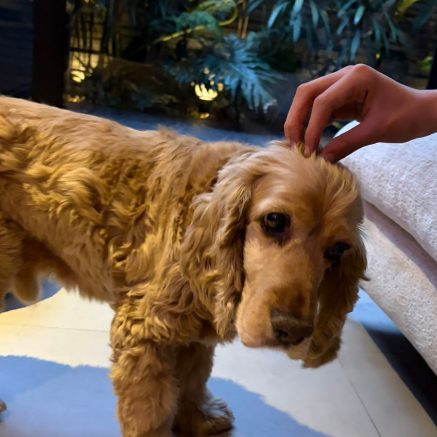  | Raza Cocker Spaniel Inglés | Encontrado