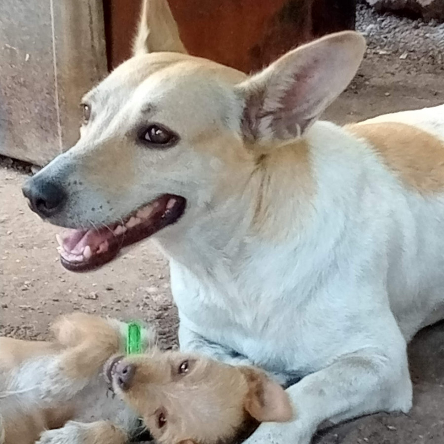 GUAYABA | Raza Mestiza, cruza de Dachshund o Salchicha | Perdida