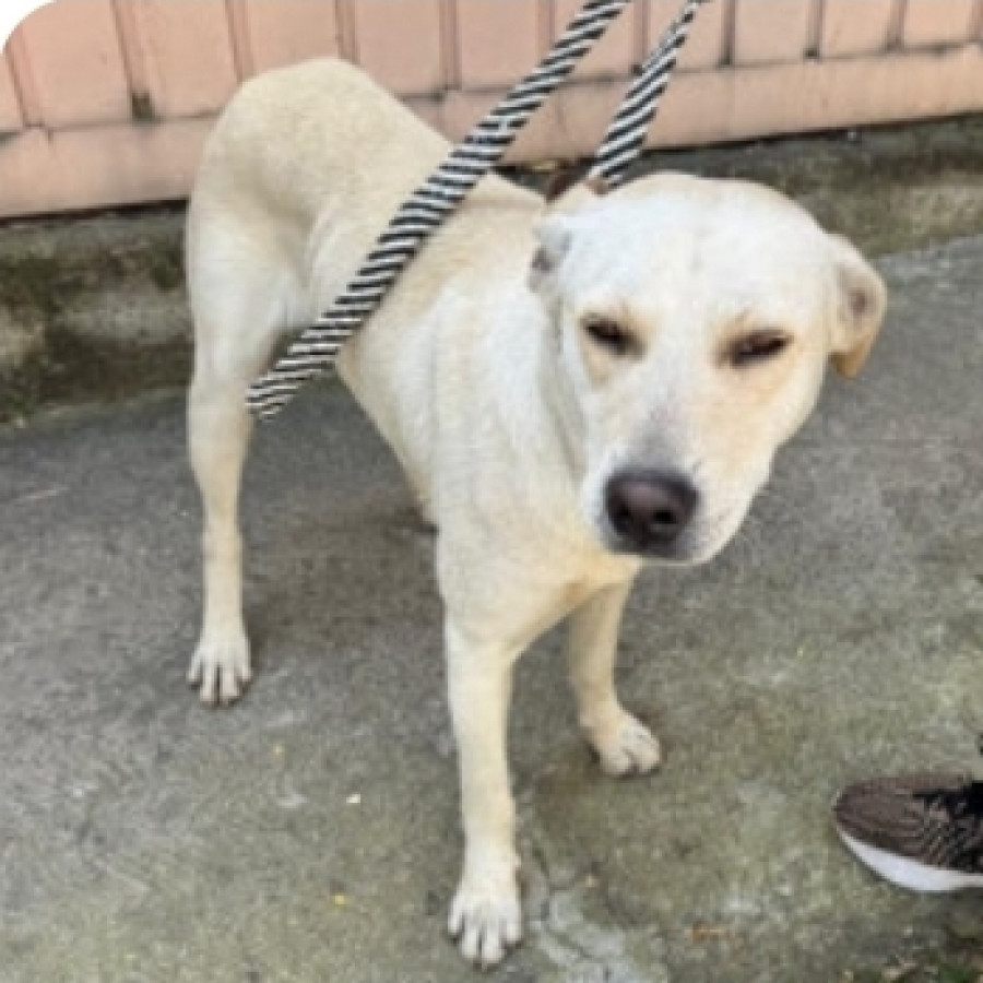  | Raza Mestizo, cruza de Labrador | Encontrado