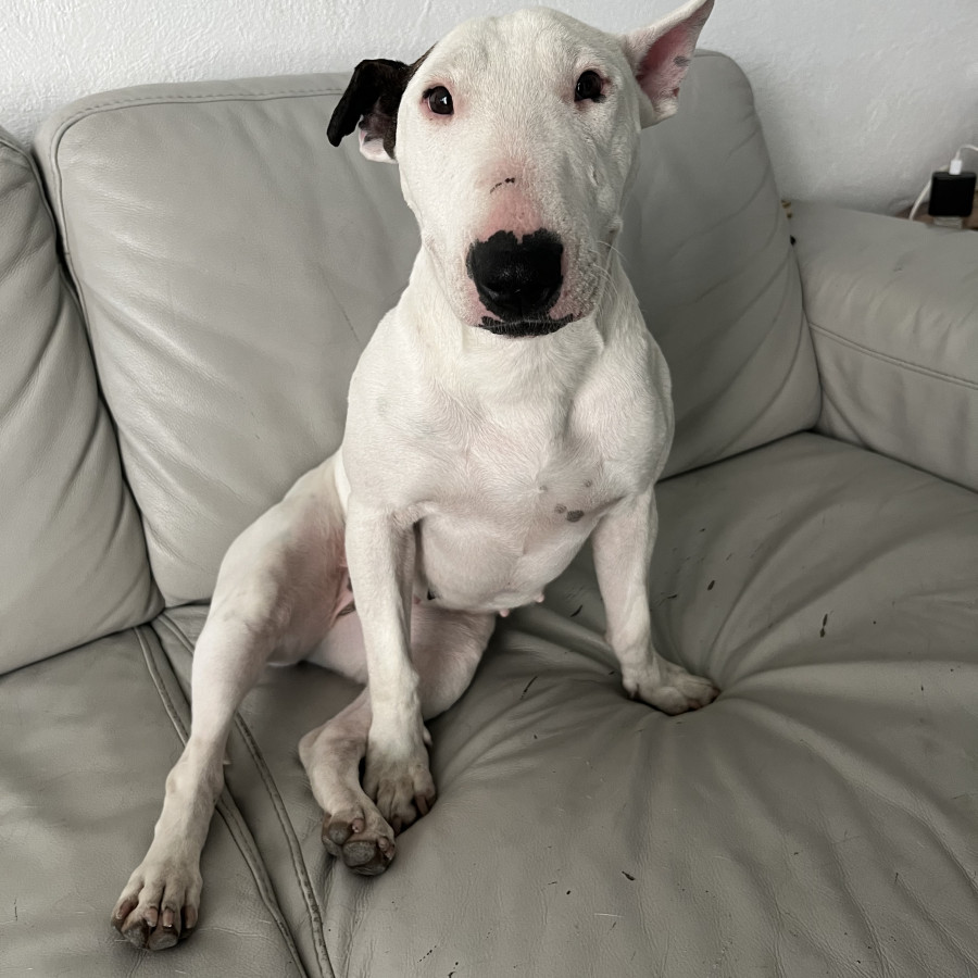  | Raza Bull Terrier Inglés | Encontrada