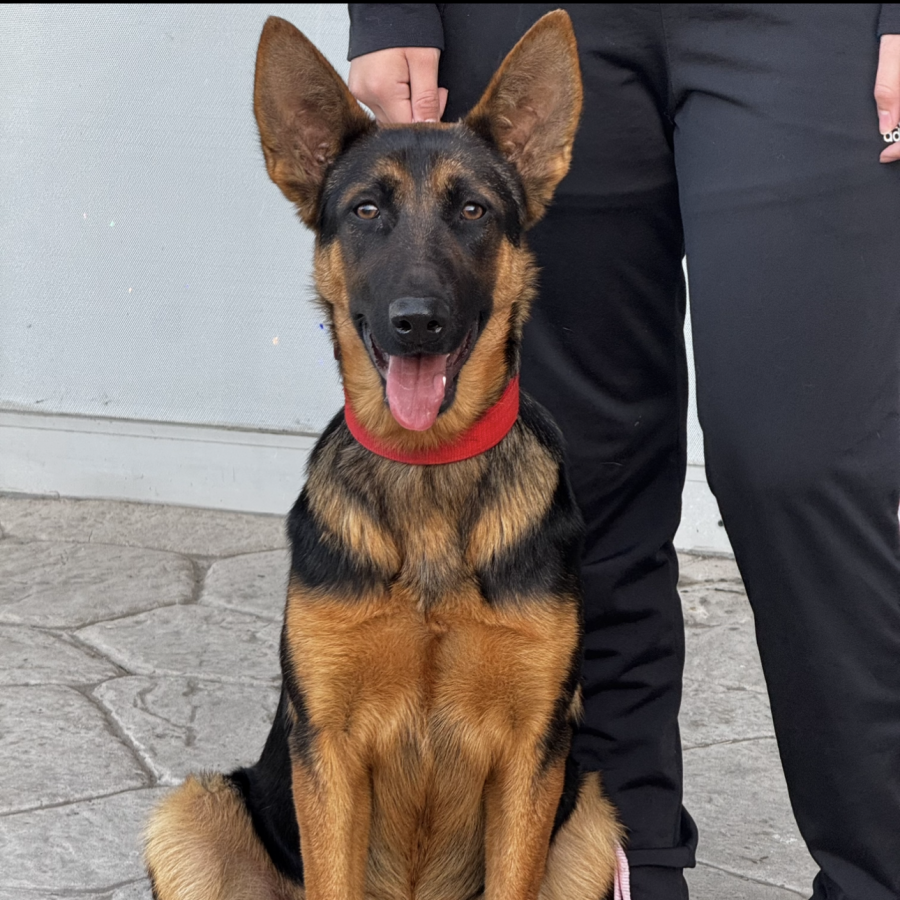 ZASHA | Raza Pastor Alemán | Perdida