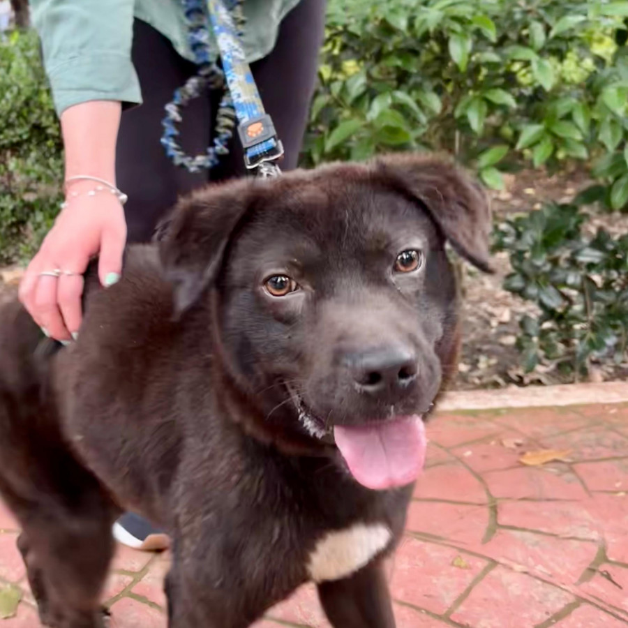 OSEZNO GABRIEL | Raza Mestizo, cruza de Labrador | En Adopción