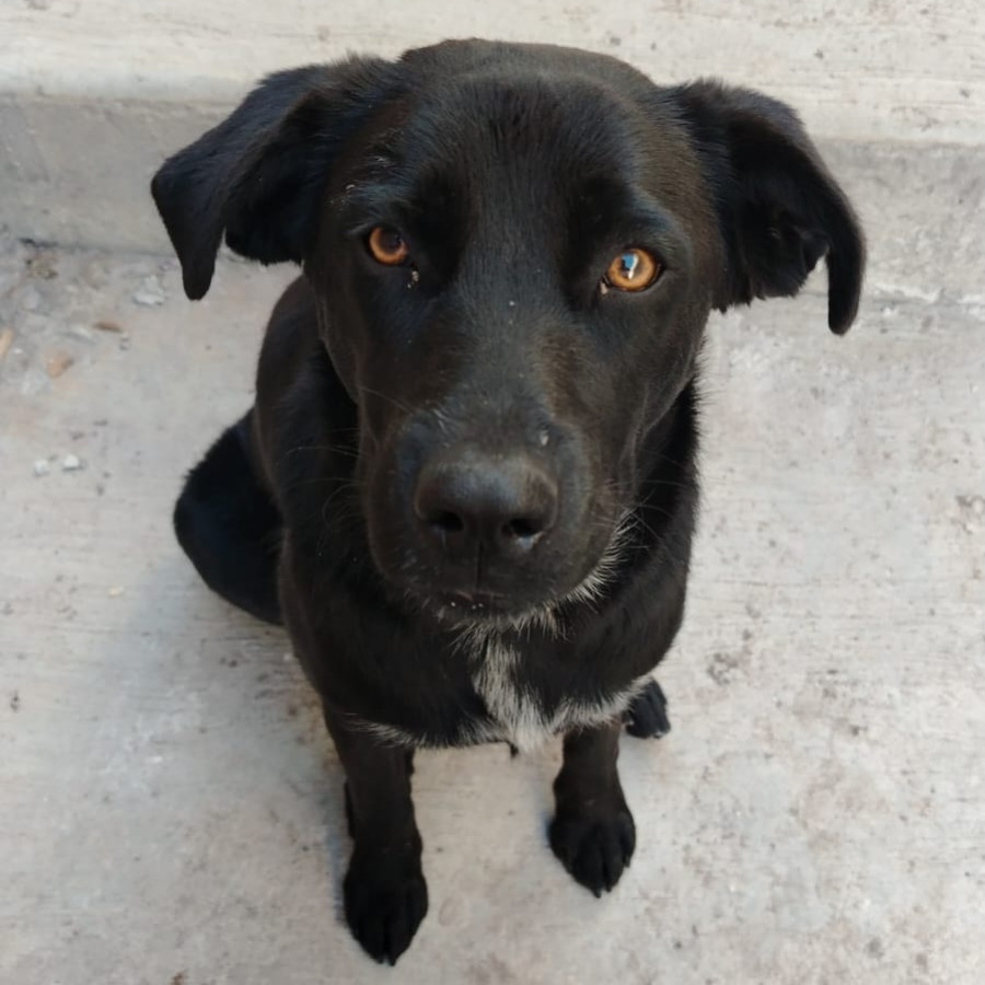 CAPULINA | Raza Mestiza, cruza de Labrador | Final Feliz
