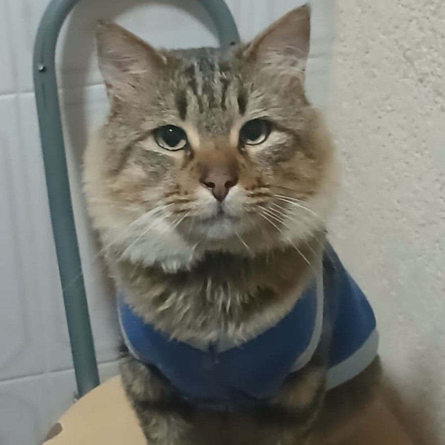 GOYI | Raza Doméstico Americano de pelo semilargo | Perdido