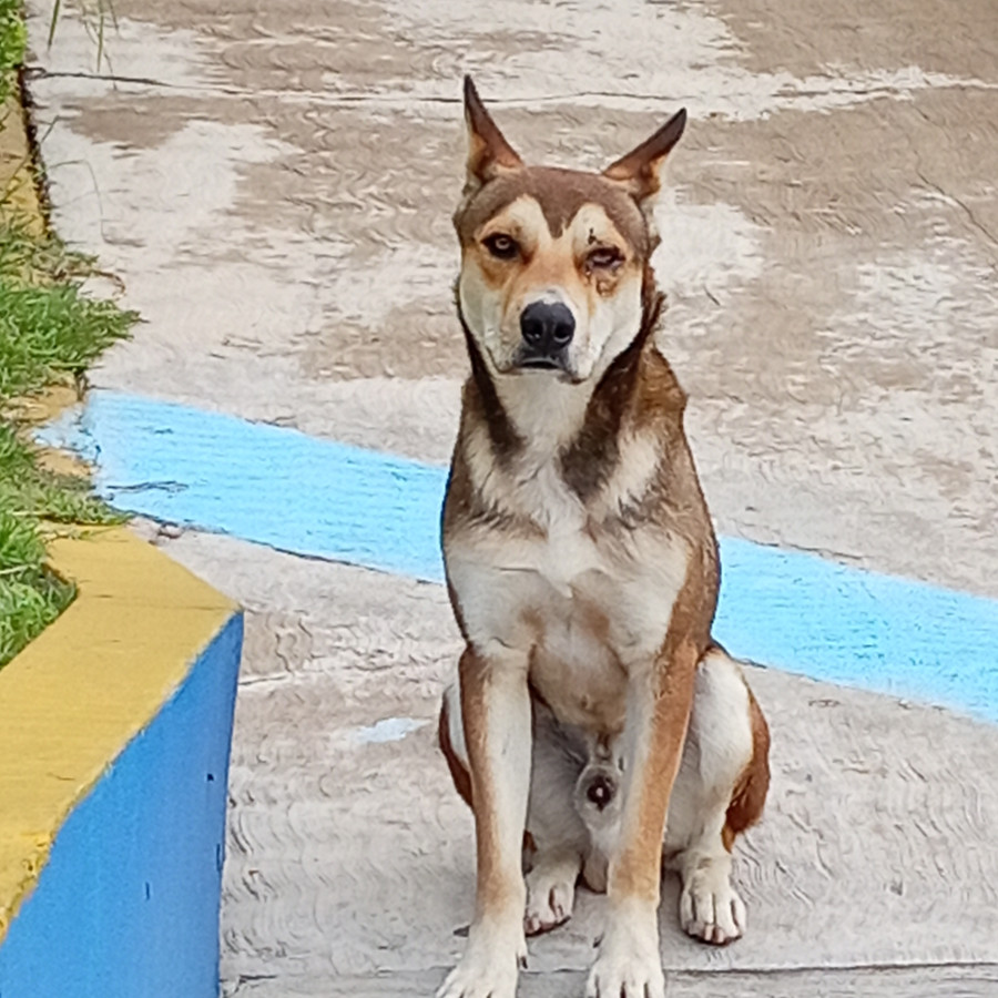 MOKA | Raza Mestizo, cruza de Husky Siberiano | En Adopción