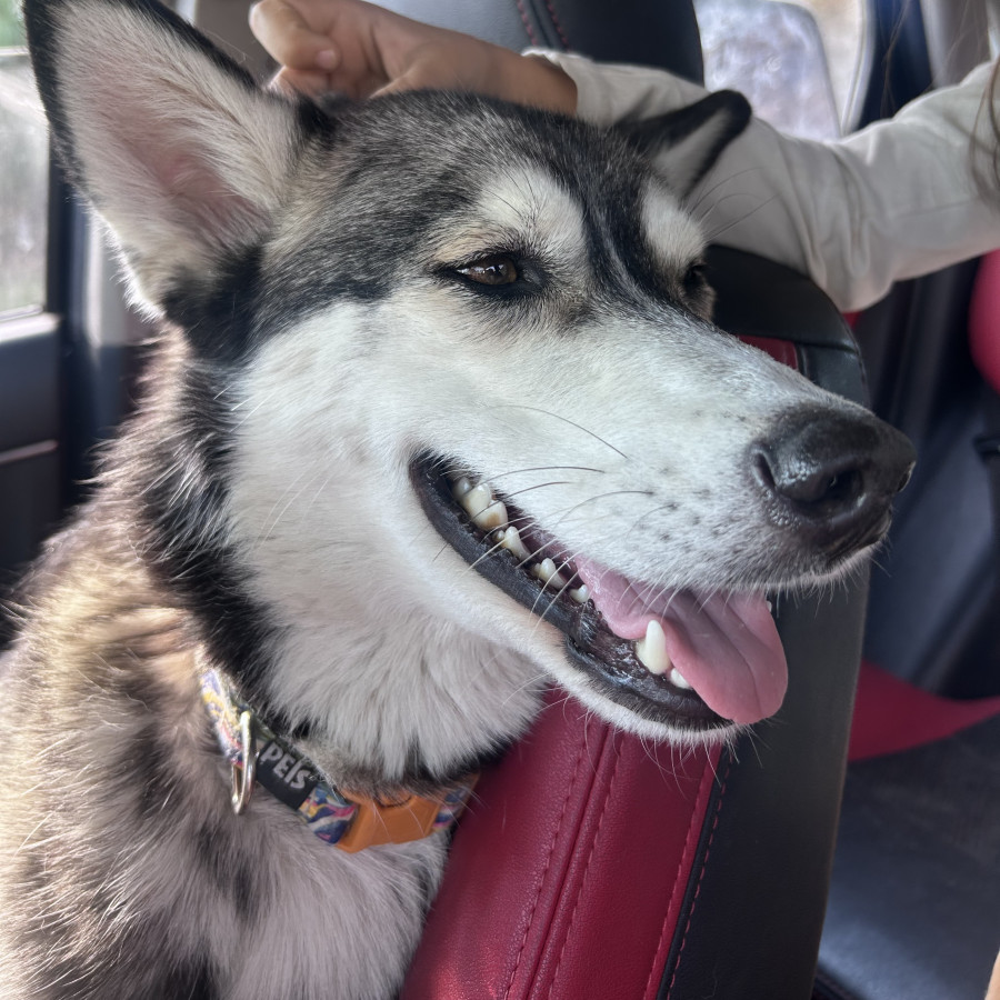 GIPSY | Raza Husky Siberiano | Perdida