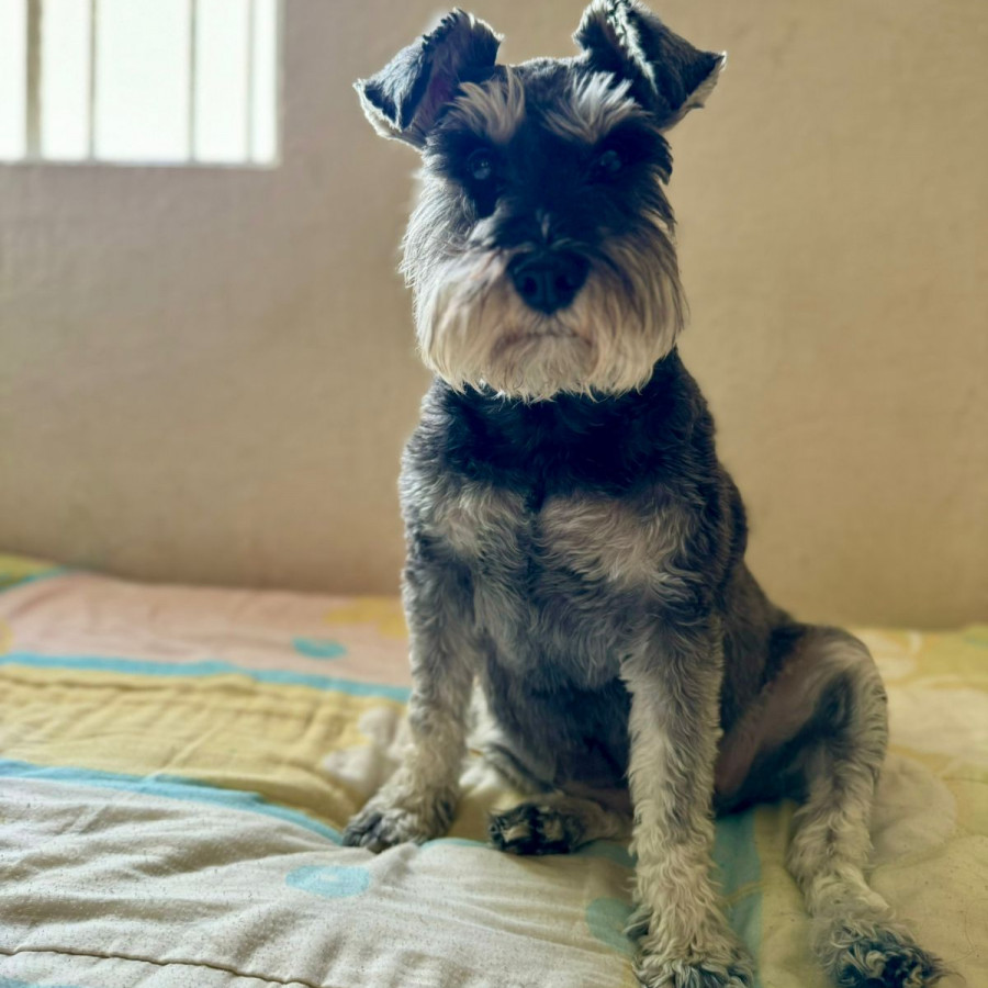 RAMONA | Raza Schnauzer | Final Feliz